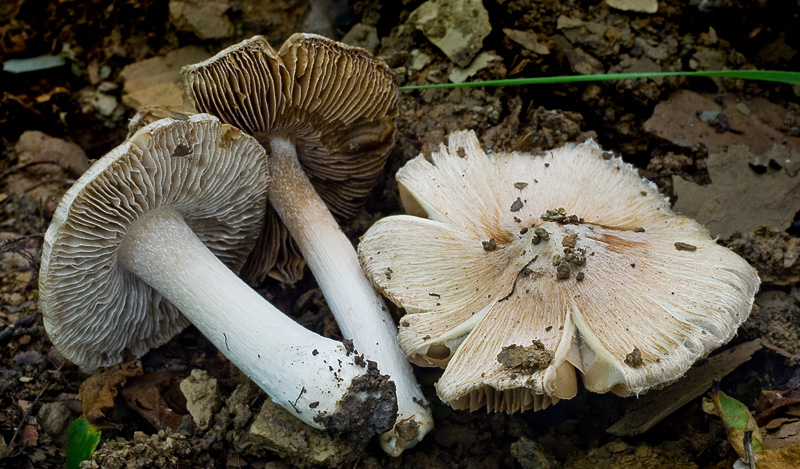 Inocybe obsoleta